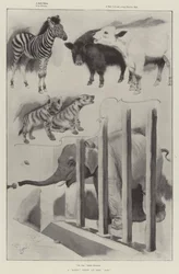 Eine Babyschau im Zoo